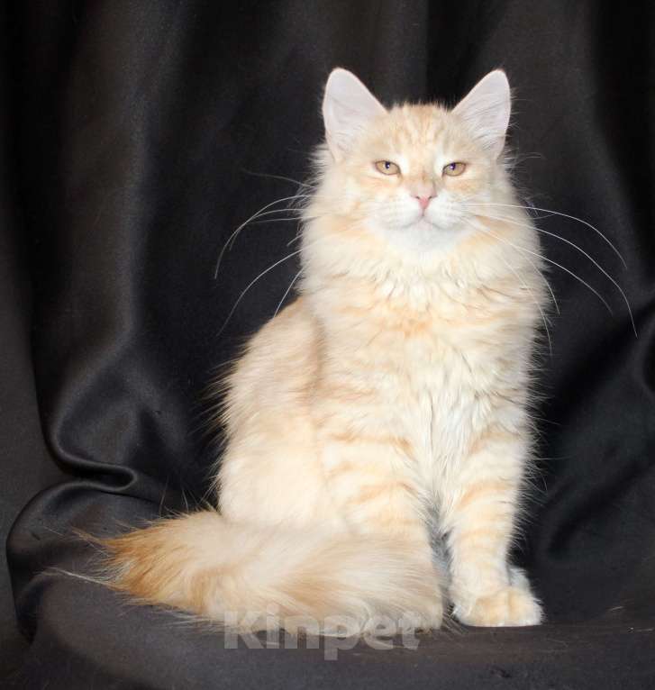 Кошки в Тюмени: Сибирский котёнок Мальчик, 35 000 руб. - фото 2