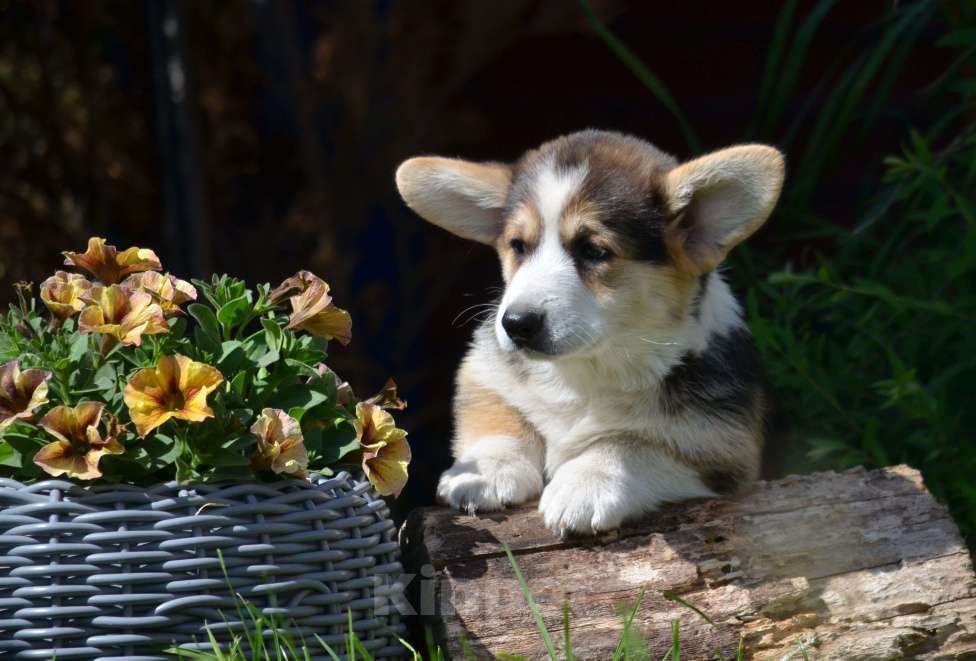 Собаки в Самаре: Великолепный щенок корги окрас триколор  Мальчик, 80 000 руб. - фото 7