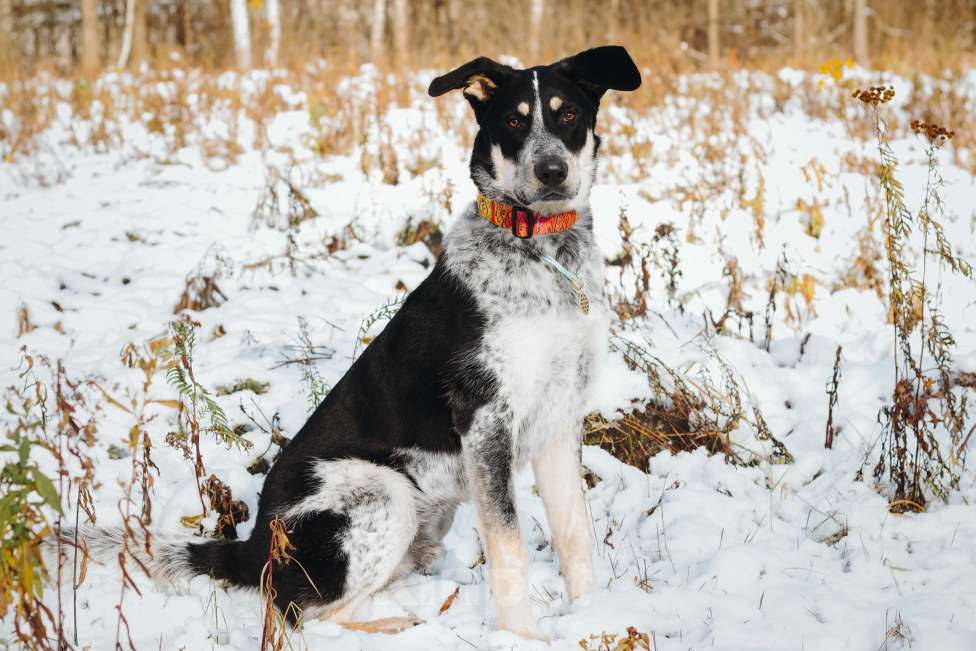 Собаки в Москве: Невероятный Любимчик ищет дом Мальчик, Бесплатно - фото 4