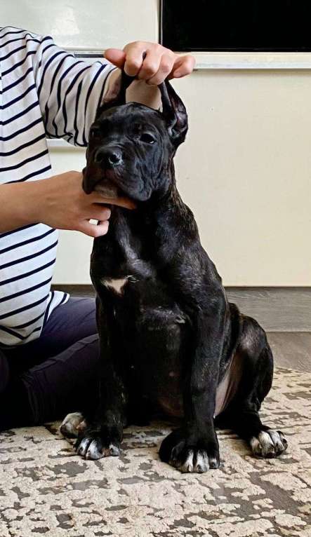 Собаки в Тюмени: Кане-Корсо, щенки Разнополые, 50 000 руб. - фото 6