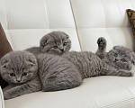 Кошки в Электростали: Шотландский короткошёрстный вислоухий котёнок Мальчик, 15 000 руб. - фото 1