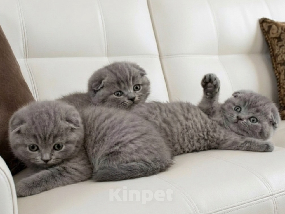 Кошки в Электростали: Шотландский короткошёрстный вислоухий котёнок Мальчик, 15 000 руб. - фото 1