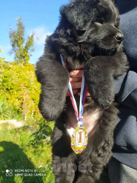 Собаки в Алуште: Девочка черная длинношерстная немецкая овчарка  Девочка, 60 000 руб. - фото 2