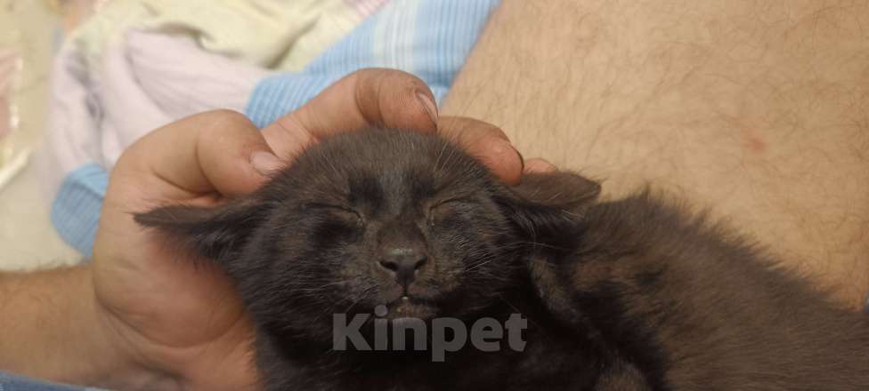 Кошки в Волгограде: Котенок, пол года. Ласковый и игривый. У себя держать не могу.  Мальчик, Бесплатно - фото 1