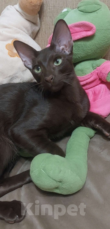 Кошки в Волгограде: Ориентальные котята Мальчик, 80 000 руб. - фото 3