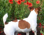 Собаки в Краснодаре: Вязка Джек Рассел терьер, 1 руб. - фото 2