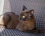 Кошки в Арзамасе: Бурма, 10 руб. - фото 4