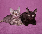 Кошки в Москве: Великолепные красавчики котята Руфина и Тайсон, Бесплатно - фото 1
