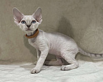 Кошки в Ростове-на-Дону: Котенок Девон рекс мальчик с голубыми глазами Мальчик, 50 000 руб. - фото 2