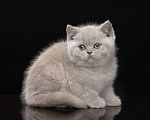 Кошки в Санкт-Петербурге: Британская девочка Барби Девочка, 45 000 руб. - фото 2