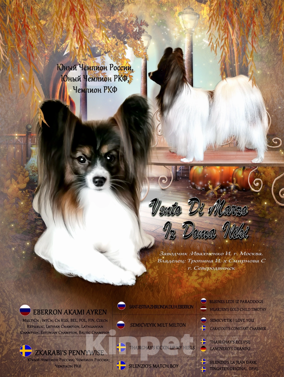 Собаки в Малоархангельске: Готова переехать в лучшую семью малышка-папийон Девочка, 50 000 руб. - фото 9