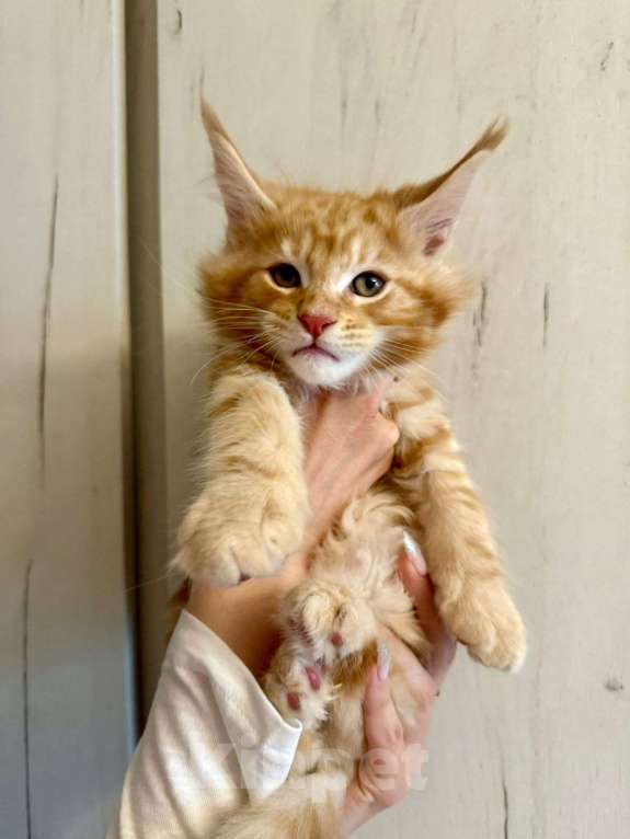 Кошки в Санкт-Петербурге: Котята Мейн-кун Мальчик, 40 000 руб. - фото 6