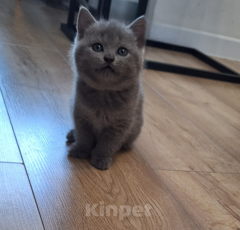 Кошки в Батайске: Котята Девочка, 5 000 руб. - фото 3