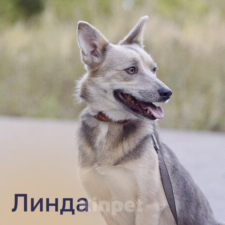 Собаки в Москве: Линда - трогательная малышка в поисках дома. Девочка, 10 руб. - фото 1