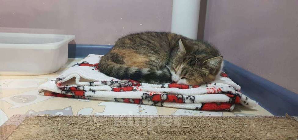 Кошки в Москве: Ласковая кошечка Мася Девочка, Бесплатно - фото 4