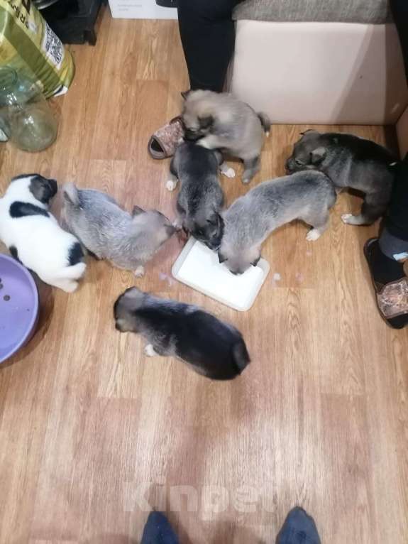 Собаки в Курске: Малыши ЗСЛ (западно-сибирской лайки) Мальчик, 30 000 руб. - фото 4