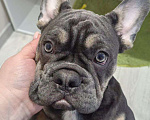 Собаки в Краснодаре: Французский бульдог, щенок Мальчик, 50 000 руб. - фото 1