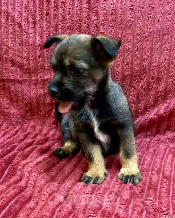 Собаки в Ростове-на-Дону: Малышка Дейзи ждет своих родителей Девочка, Бесплатно - фото 2