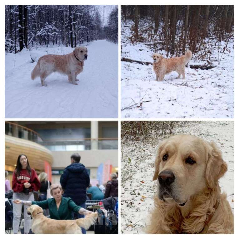 Собаки в Перми: Щенки золотистого ретривера Мальчик, 50 000 руб. - фото 6