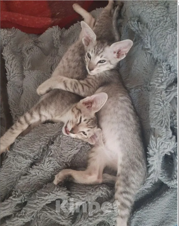 Кошки в Кузнецке: Ориентальный котенок Разнополые, 20 000 руб. - фото 5