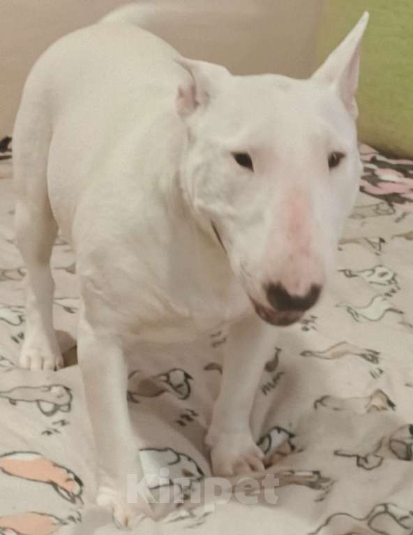 Собаки в Санкт-Петербурге: Девочка 1 год. Рожд. 19.02.2025г. Девочка, 100 000 руб. - фото 3