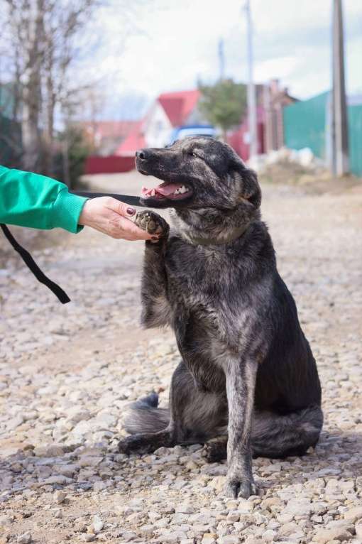 Собаки в Москве: Бэтти нужен дом  Девочка, Бесплатно - фото 3