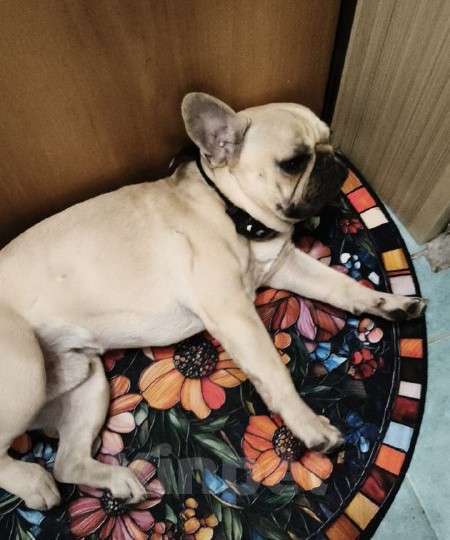 Собаки в Санкт-Петербурге: потерялся палевый французский бульдог Мальчик, 5 000 руб. - фото 2