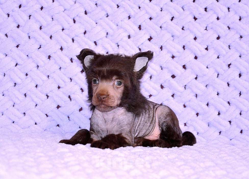 Собаки в Екатеринбурге: Мальчик голый шоколадка Мальчик, Бесплатно - фото 10