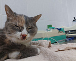 Кошки в Санкт-Петербурге: Найдена домашняя кошка Девочка, Бесплатно - фото 1