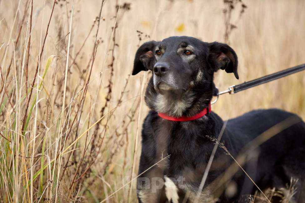 Собаки в Москве: Рута Девочка, Бесплатно - фото 8