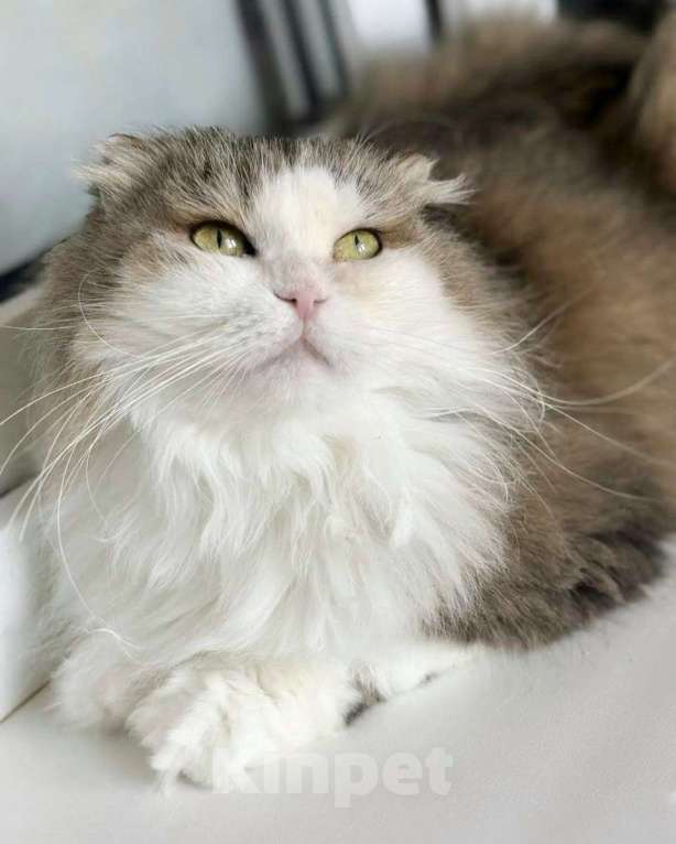 Кошки в Москве: Кошка в добрые руки Девочка, Бесплатно - фото 3