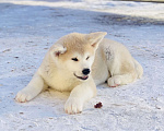 Собаки в Санкт-Петербурге: Продается щенок Акита ину редкого окраса Мальчик, Бесплатно - фото 3