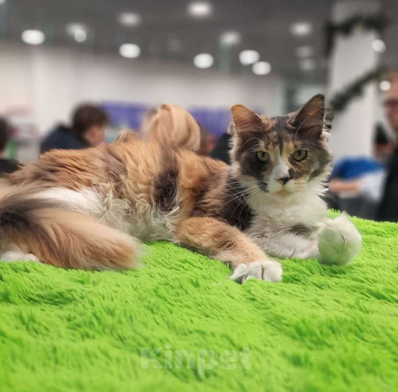 Кошки в Москве: Мейн-кун девочка Девочка, 30 000 руб. - фото 2