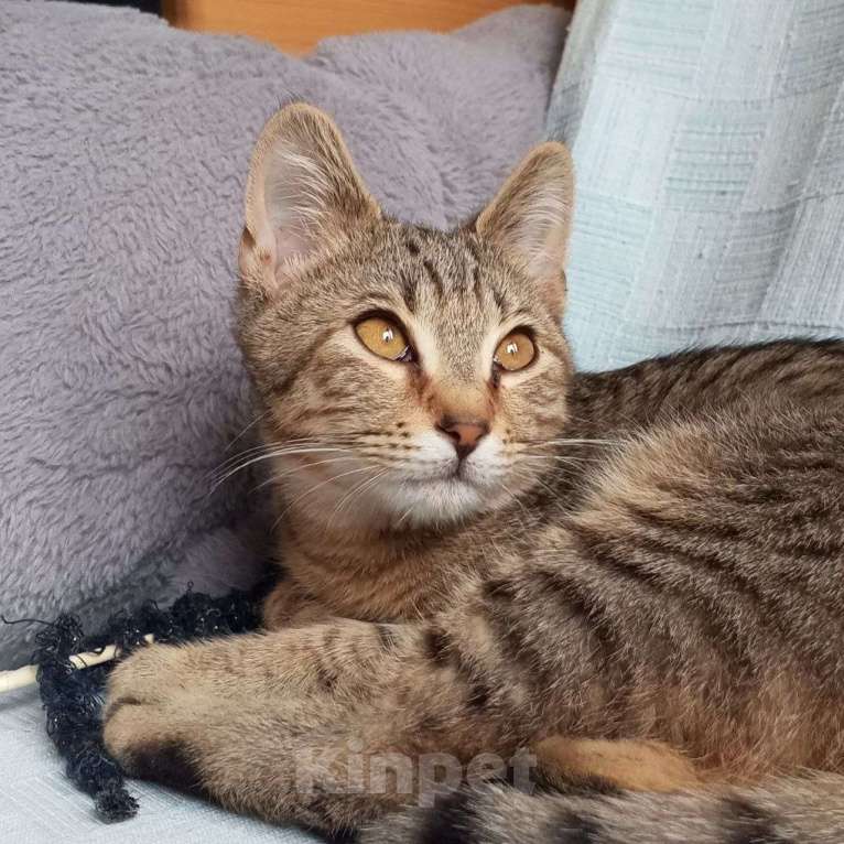 Кошки в Санкт-Петербурге: Котëнок Леоша в добрые руки Мальчик, Бесплатно - фото 6