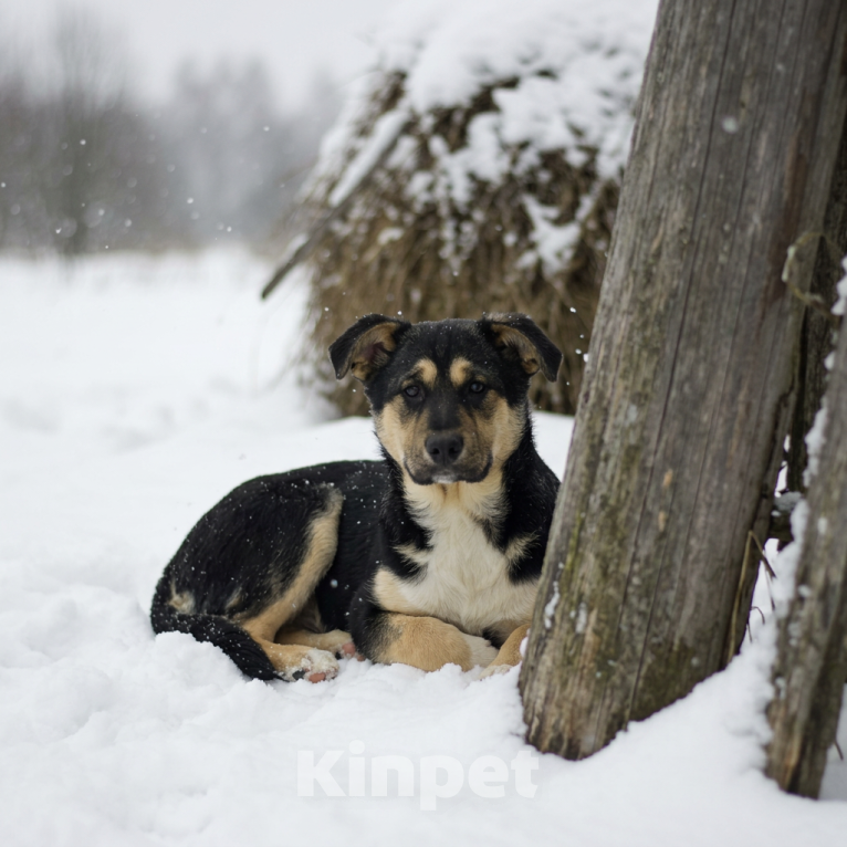 Собаки в Москве: щенок Ника ищет семью Девочка, Бесплатно - фото 1