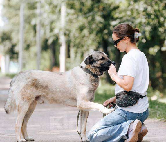 Собаки в Видном: Расстрелянный Филя ищет дом! Мальчик, Бесплатно - фото 3