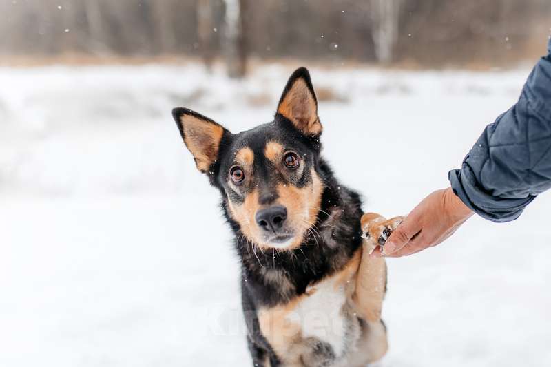 Собаки в Москве: Нежная и ласковая Дора с человеческим взглядом ищет дом Девочка, 1 руб. - фото 2
