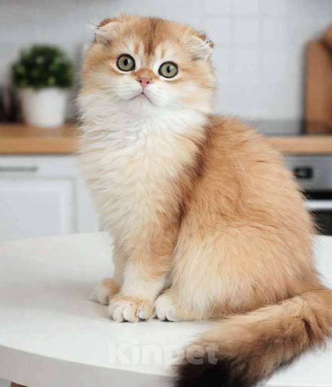 Кошки в Москве: Мальчик Мальчик, 55 000 руб. - фото 4