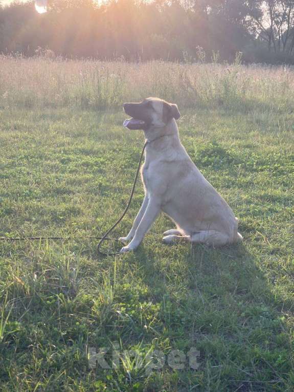 Собаки в Владимире: Девочка в добрые руки Девочка, Бесплатно - фото 3