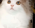 Кошки в Саратове: Шотландский котёнок Девочка, 45 000 руб. - фото 1