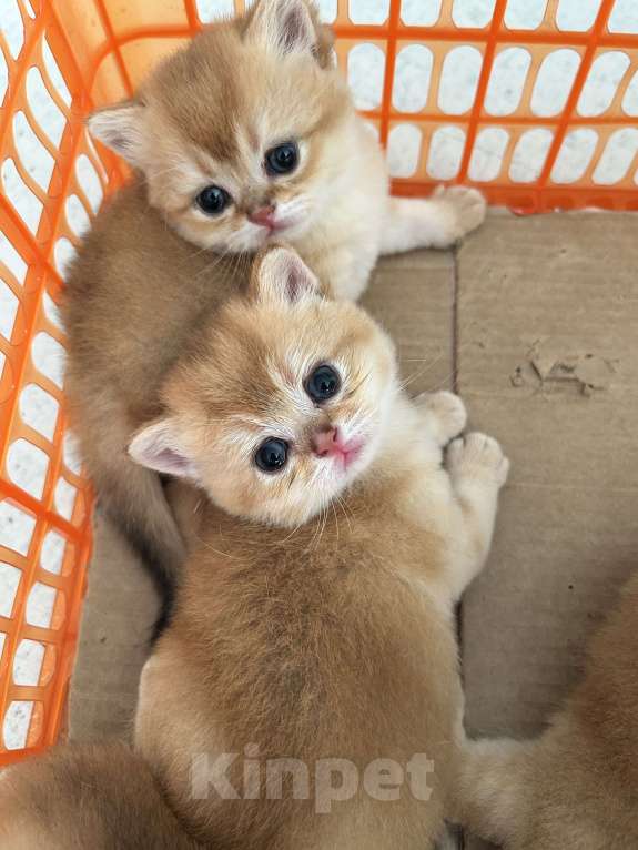 Кошки в Казани: Кошечки Девочка, 35 000 руб. - фото 6