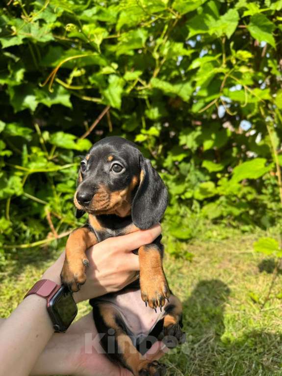 Собаки в Москве: Малышарики  Мальчик, 25 000 руб. - фото 3