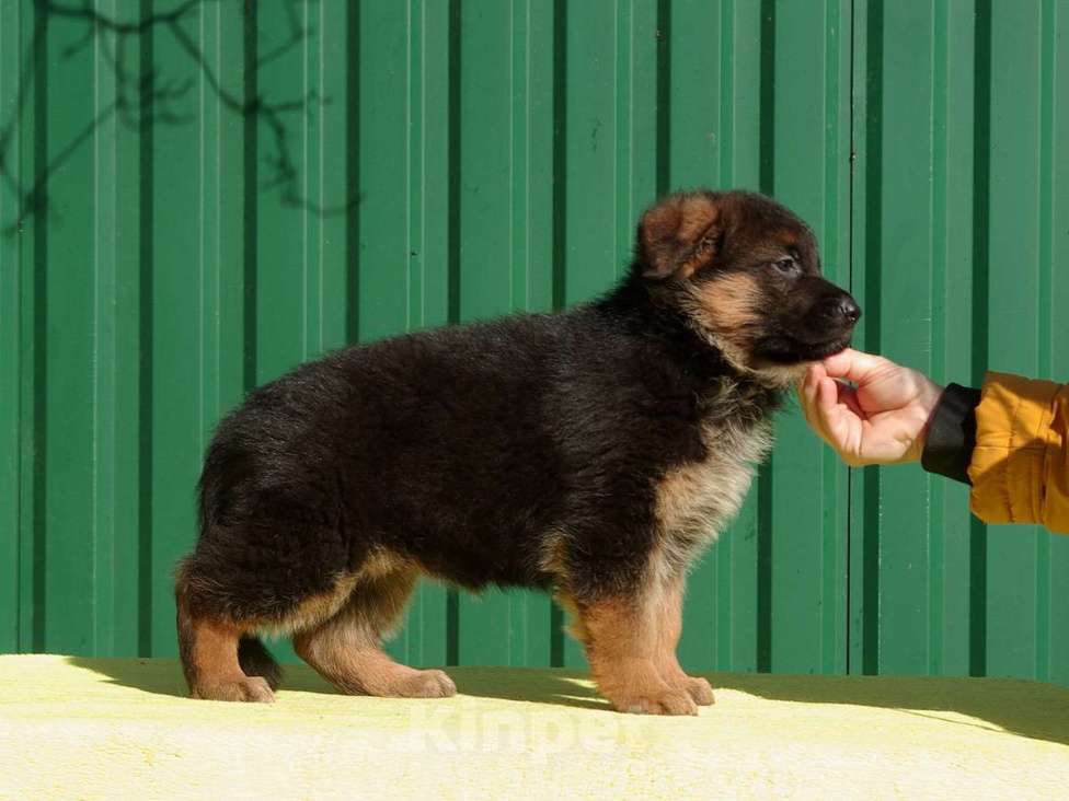 Собаки в других городах Московской области: Щенок немецкой овчарки Девочка, 60 000 руб. - фото 7