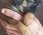 Собаки в Туле: шикарный мальчик пти брабансона Мальчик, 30 000 руб. - фото 2