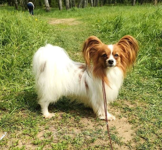 Собаки в Красноармейске: Два компактных мальчика папийона на вязку Мальчик, 7 000 руб. - фото 5