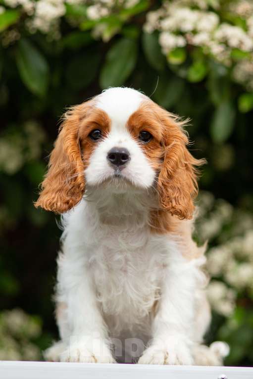 Собаки в других городах Краснодарского края: Кавалер  Мальчик, 100 000 руб. - фото 2