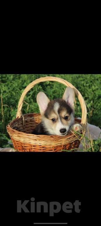 Собаки в Санкт-Петербурге: Малыш ищет любящих мампап Мальчик, 45 000 руб. - фото 1