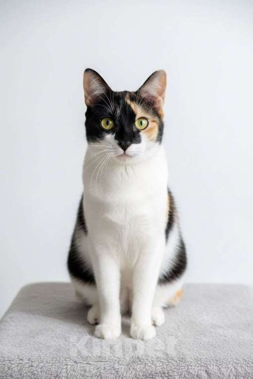 Кошки в Москве: Китти, кошка в сердечках Девочка, Бесплатно - фото 3