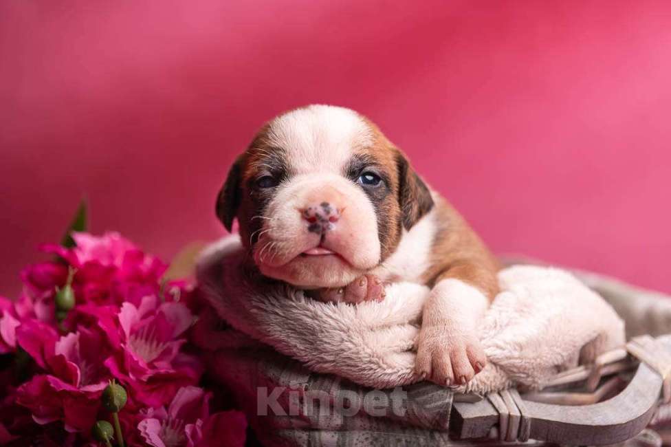 Собаки в Кореновске: Щенки АСТ РКФ Мальчик, Бесплатно - фото 2