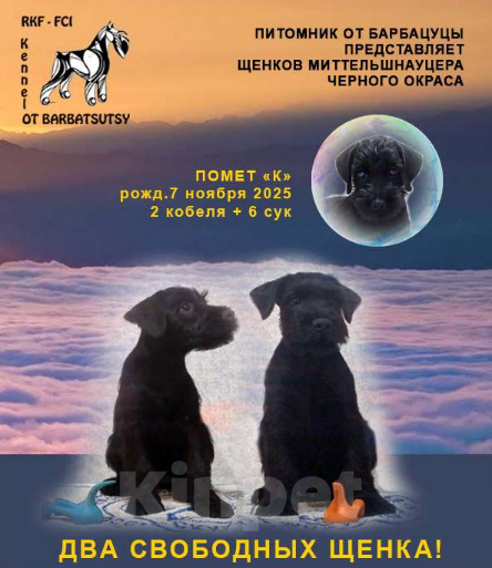 Собаки в Москве: Миттельшнауцер черного окраса Девочка, Бесплатно - фото 1